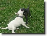Foto:Bul��� hry...:Kdo m� v�t�� tlamu ???