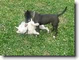 Foto:Bul��� hry...:Bitka pokra�uje ...