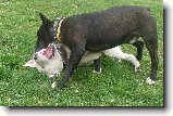 Foto:Bul��� hry...:To m� za to moje ucho...