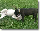 Foto:Bul��� hry...:A tady je�t� jednou..