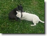Foto:Bul��� hry...:Nutn� koupel 