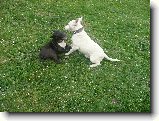 Foto:Bul��� hry...:A prcek zase otravuje