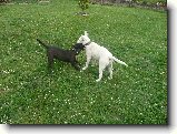 Foto:Bul��� hry...:A hra zase pokra�uje 