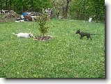 Foto:Bul��� hry...:Za stromkem m� snad neuvid� :)