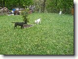 Foto:Bul��� hry...:Ale vid�l.....