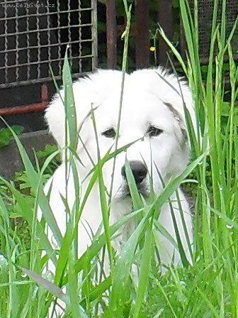 Foto: Slovensk� �uva�- Dobr� den pot�ebovala bych p�r rad formou emailu.
. Aport- Kdy�  na�emu 