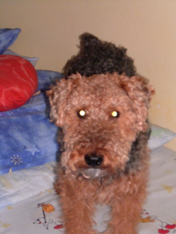 Foto: KRYT VELTERIRA- SPCH-Rda bych nechala pipustit psa rasy Velterir (bez papr, protoe byl od