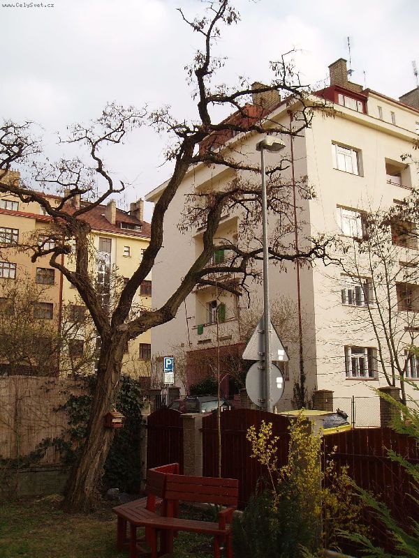 Foto: �dr�ba ak�tu-Dobr� den. Na zahrad� v Praze m�me ak�t kter� je star� cca  let, ve v��ce