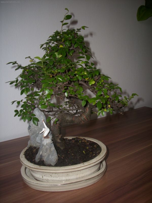 Foto: pomoooc -prosim o pomoc.. na narodeniny som dostala bonsai.. predpokladam �e je to �