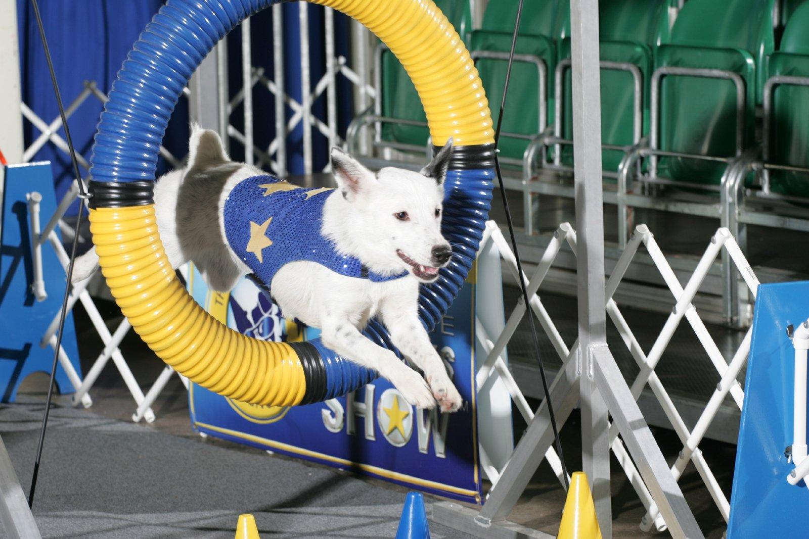 Foto: Agility, ��d agility �esk� Republiky