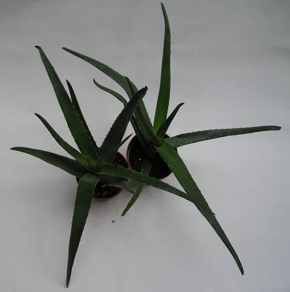 Fotky: Aloe vera (foto, obrazky)