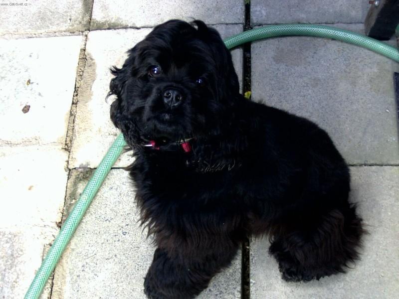 Foto: Americk� kokr�pan�l-Fatima Vitezna. Majitelka: Veronika Spurn�