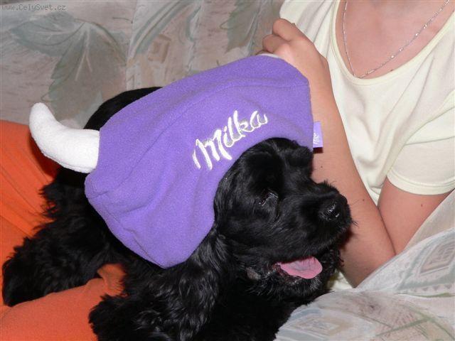 Foto: Americk� kokr�pan�l-M�j kok��k. Anonymn� majitel.