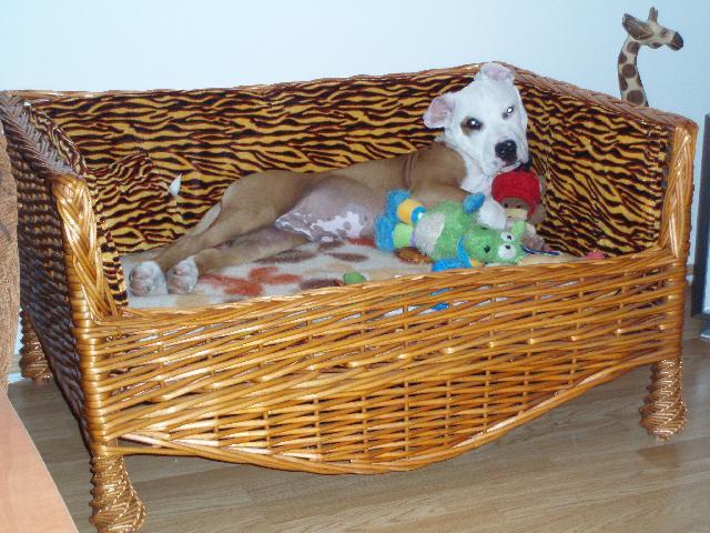 Fotky: Americk� pitbull teri�r (foto, obrazky)