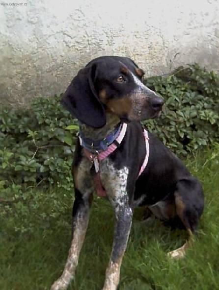 Foto: Anglick� m�val� loveck� pes