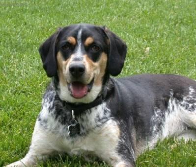 Foto: Anglick� m�val� loveck� pes