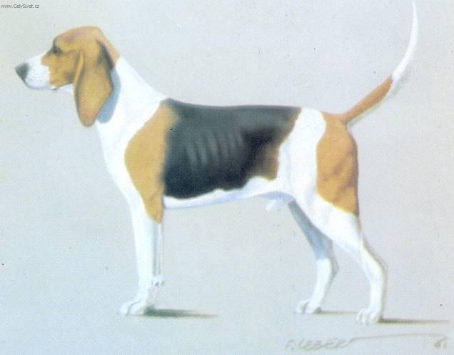 Foto: Artoisk� honi�-Obr�zek dle standardu FCI