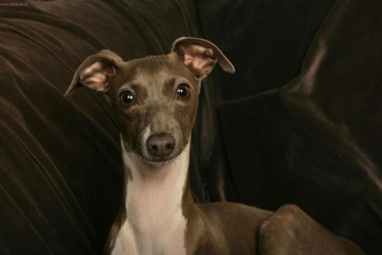 Foto: Banjarsk� chrt, Band�arsk� chrt