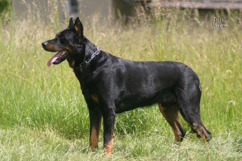 Foto: Beauceron-CHS: Warrior Soul