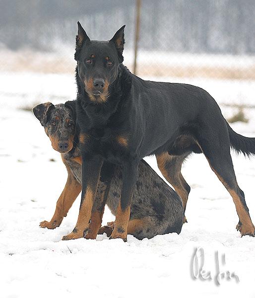 Foto: Beauceron-CHS: Warrior Soul