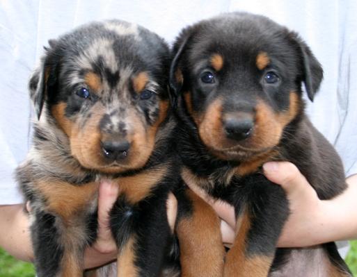 Fotky: Beauceron (foto, obrázky)