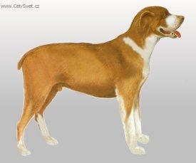 Foto: Belgick� mastif-Kresba