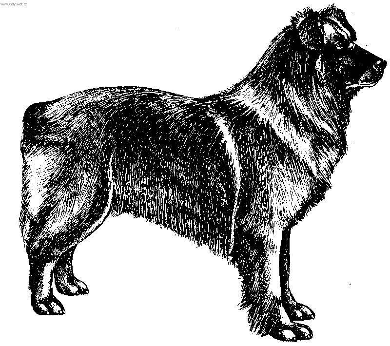 Foto: Pyrenejsk� ov��k s kratkou srst�-Kresba