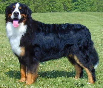 Bernský salašnický pes (Berner Sennenhund)