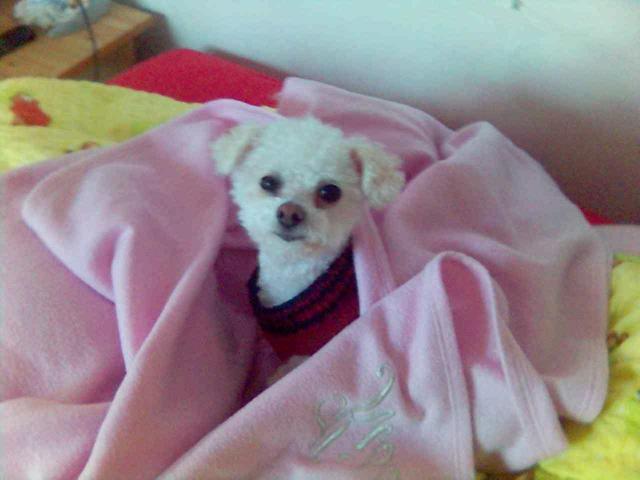 Foto: Bolo�sk� ps�k-Andy. Anonymn� majitel.