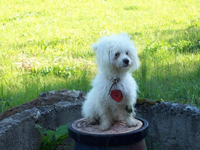 Fotky: Bolo�sk� ps�k (foto, obr�zky)