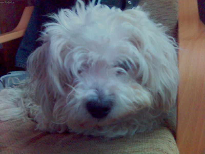 Foto: Bolo�sk� ps�k-Majitel: Libor (toto je muj zamylovany psik,pokud by nekdo mel zajem ke kryti,tak je muj psik k dyspozici) jonbredy@seznam.cz