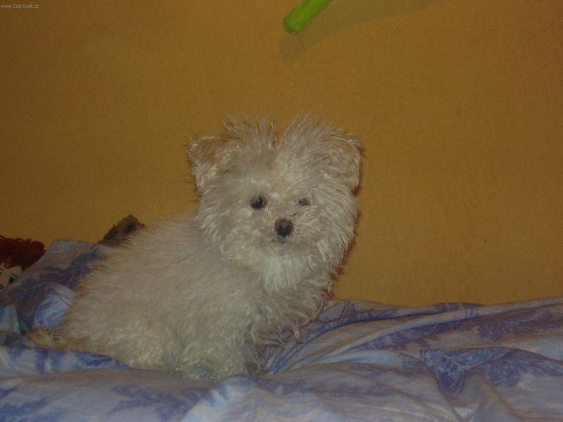 Foto: Bolo�sk� ps�k-Miku. Majitelka: Veronika Marsov�