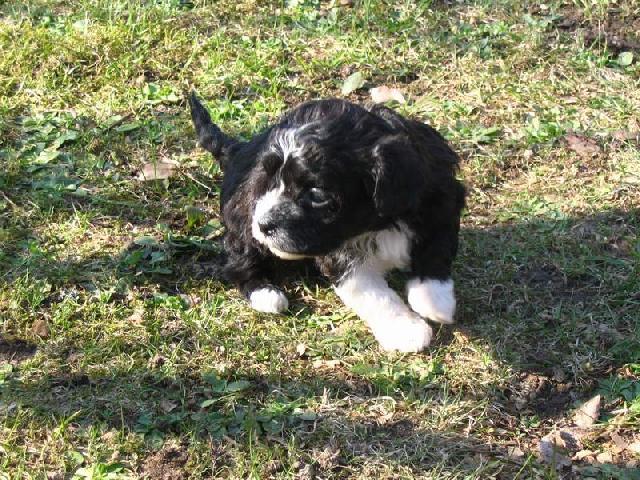 Foto: Bolo�sk� ps�k-Barevn� bolo�sk� ps�k Majitel: webmaster@dogweb.info. (http://kchb.dogweb.info)