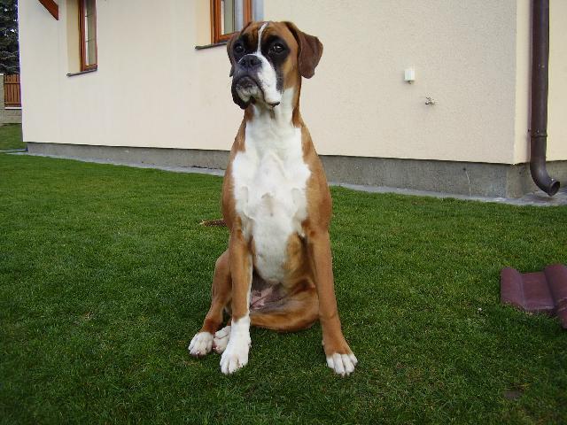 Fotky: N�meck� boxer (foto, obrazky)