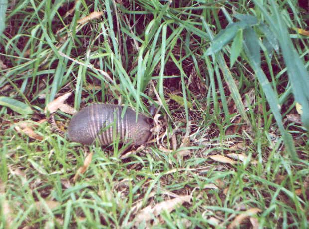 Foto: Braz�lie-p�sovec