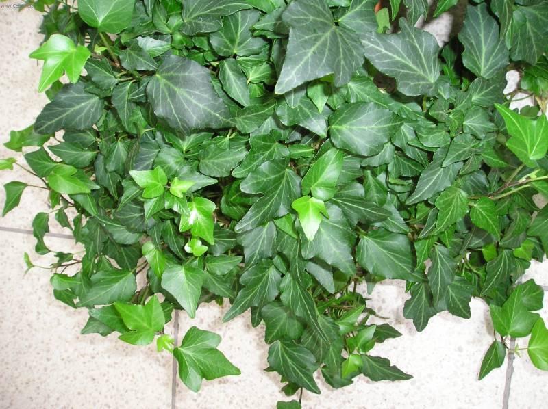 Fotky: B�e�an pop�nav� (foto, obrazky)