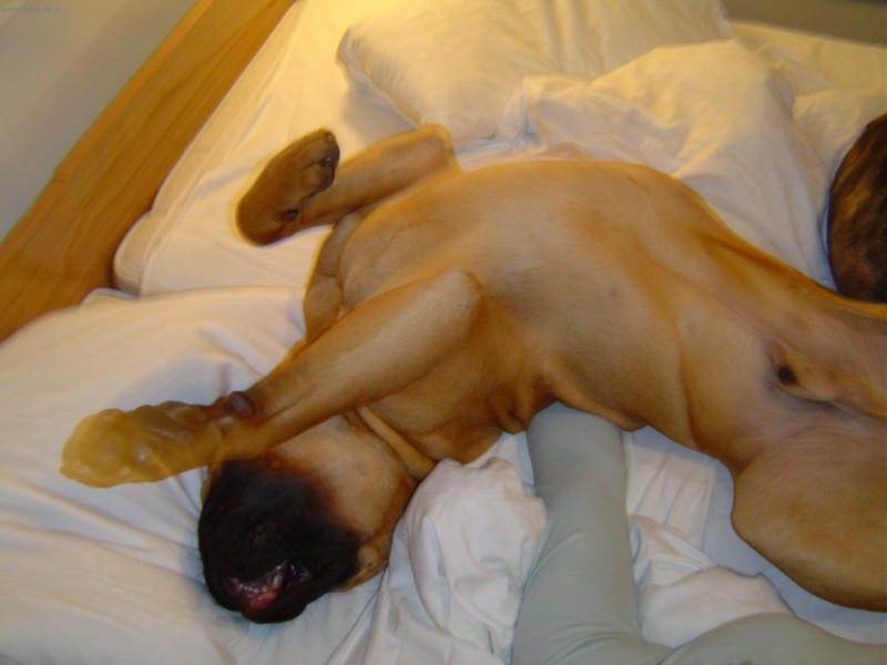 Foto: Bullmastif-�nava po v�stav�. HL�NOVI ROTT-BULL (hlinovi@c-mail.cz)