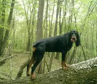 Foto: �erno-t��slov� coonhound