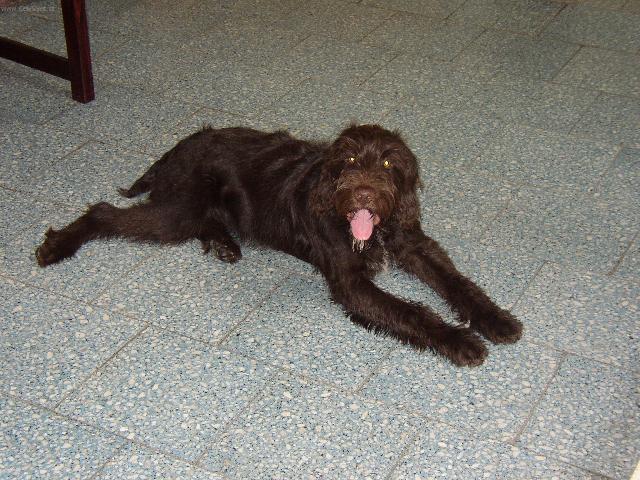 Foto: �esk� fousek-Aron z L�ck�ho z�humen�. Majitelka: Dana Cejnkov�