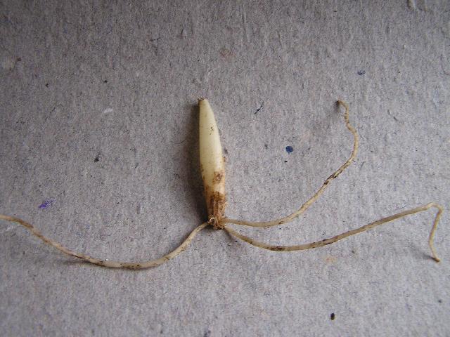 Fotky: �esnek Medv�d� (foto, obrazky)