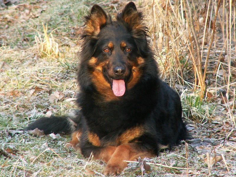 Fotky: Chodsk� pes (foto, obrazky)