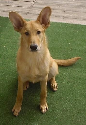 Foto: �inuk-Chovatel�: Connie a Randy Erb