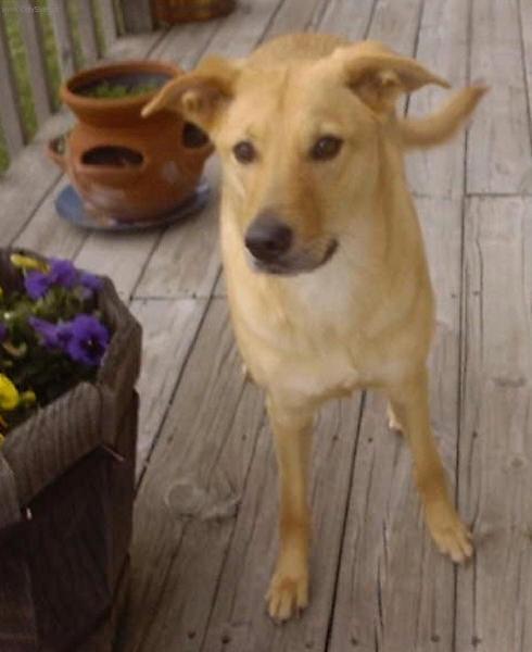 Foto: �inuk-Chovatel�: Connie a Randy Erb