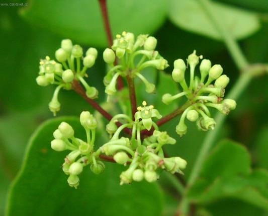 Fotky: Cisus, �umen (foto, obrazky)