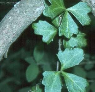 Fotky: Cisus, �umen (foto, obrazky)