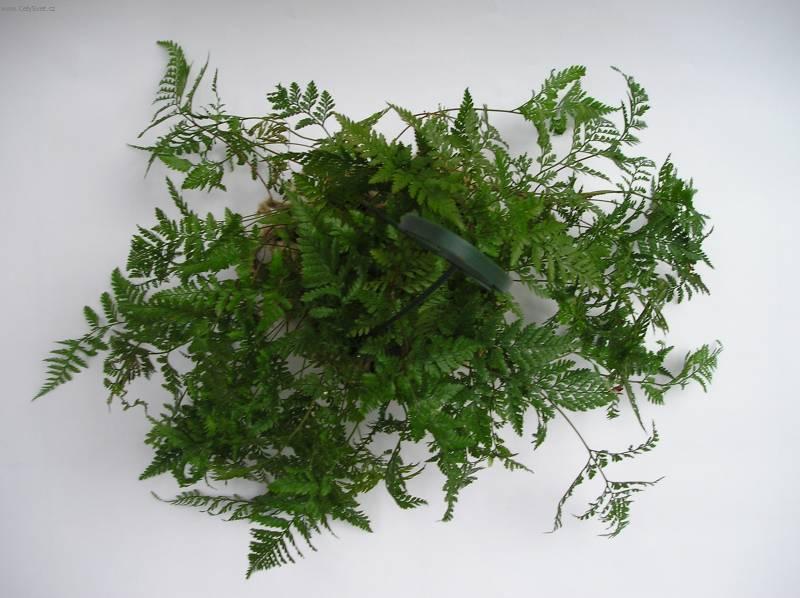 Fotky: Davallie kan�rsk� (foto, obrazky)