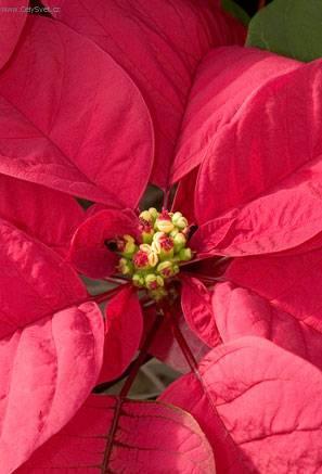 Fotky: Pry�ec n�dhern�, v�no�n� hv�zda, poinsetie (foto, obrazky)