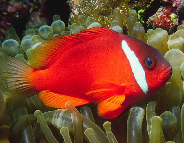 Foto: Fidži-Clownfish