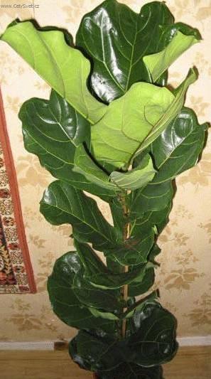 Fotky: Fikus lirovidn (foto, obrazky)