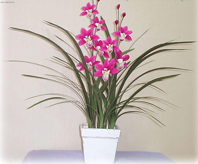 Фото орхидеи цимбидиум